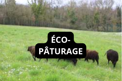 Lien vers la page Éco-pâturage