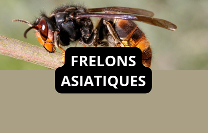 Lien vers la page Frelons asiatiques