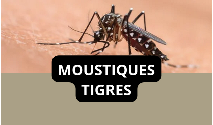 Lien vers la page Moustiques tigres